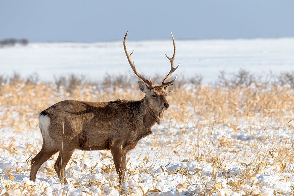 Japan-Hokkaido-Shiretoko Peninsula A sika stag poses in a snowy field